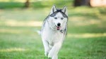 Obedience Training for Dogs: 4 Easy Cues to Master