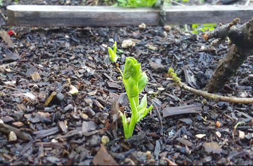 Lifehacker Image