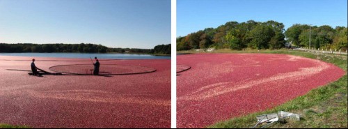 A bog full of red cranberries against a blue sky, with workers pulling rakes across the surface 