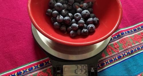 The same blueberries sitting on a kitchen scale.