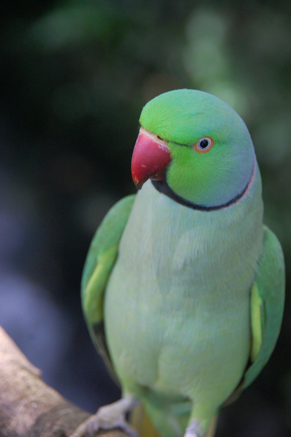 Indian ringneck parakeet