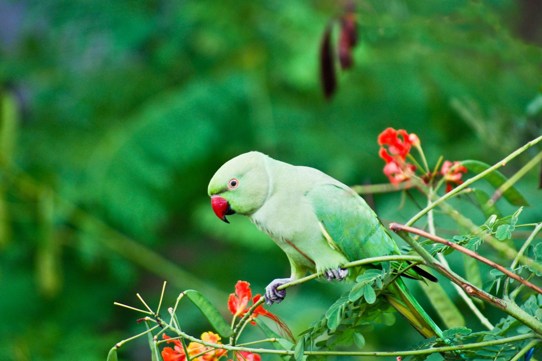 Indian ringneck parrot