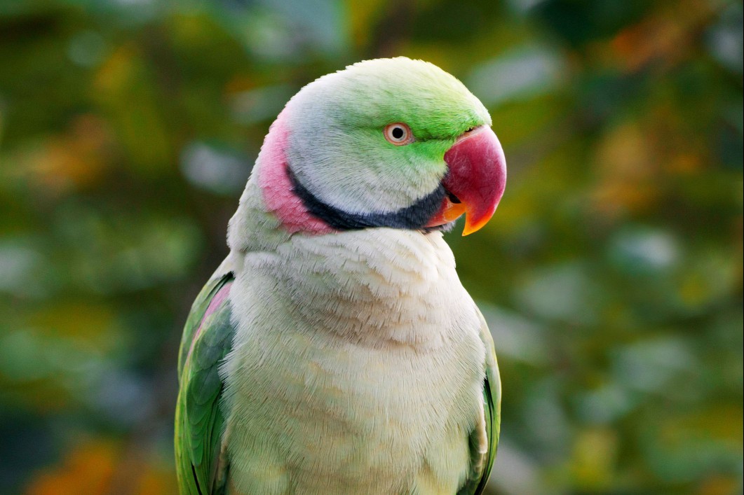 Portrait of an Indian ringneck parakeet