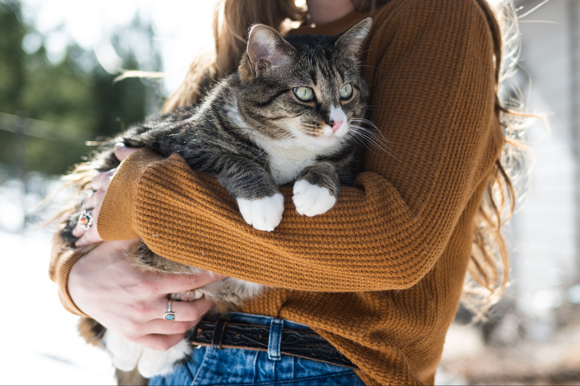 Brown and white cate being carried outside in owner's arms