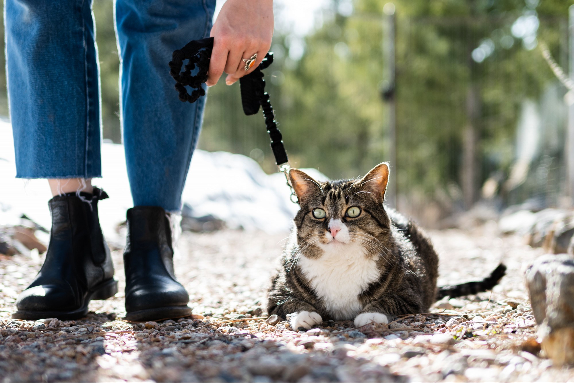 Brown and white cat laying down outside while wearing leash