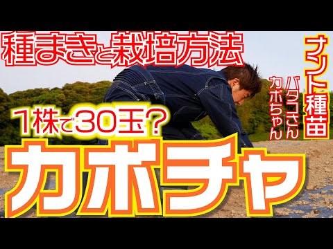 カボチャの収穫量 1株あたりの実態：品種でこんなに違う！知っておきたい数字とコツ