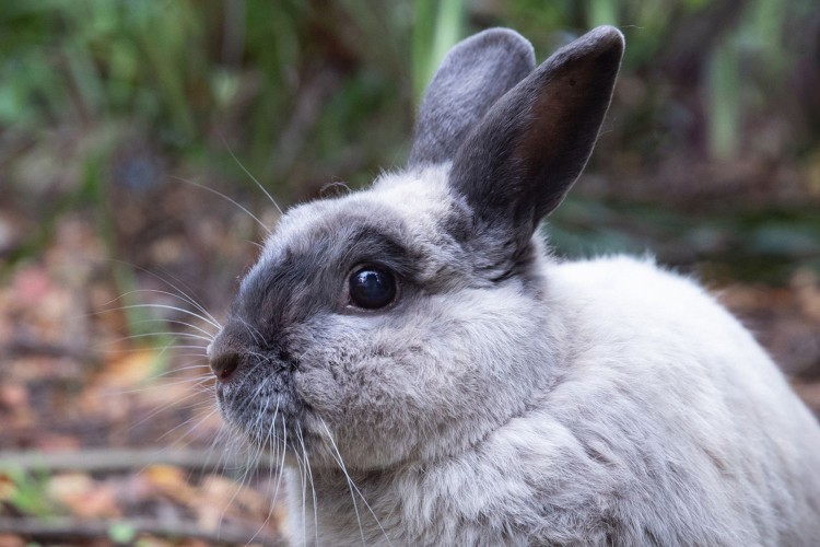 Gray and black rabbit outside closeup on its face