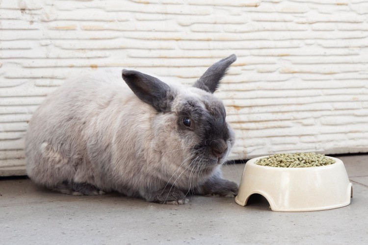 Gray and black rabbit laying down next to bowl of rabbit food