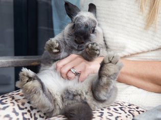 How to Care for a Pet Rabbit