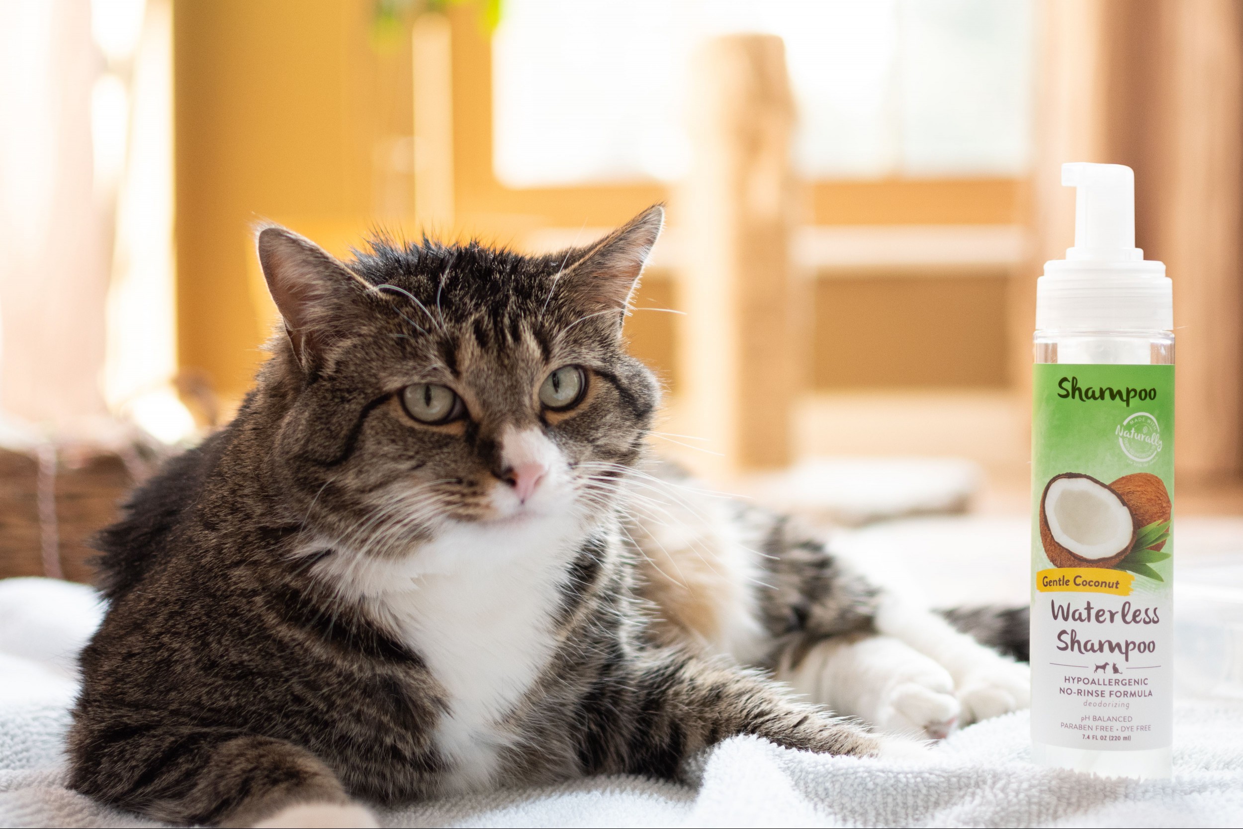 Brown and white cat sitting next to pump bottle of shampoo with coconut oil