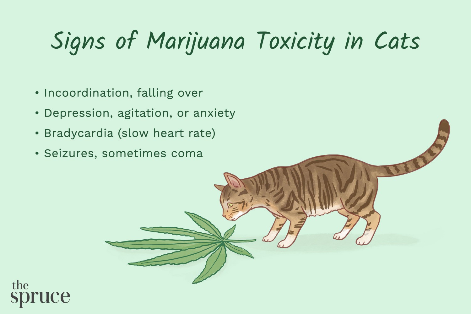 Signs of Marijuana Toxicity in Cats