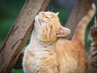 Lyme Disease in Cats