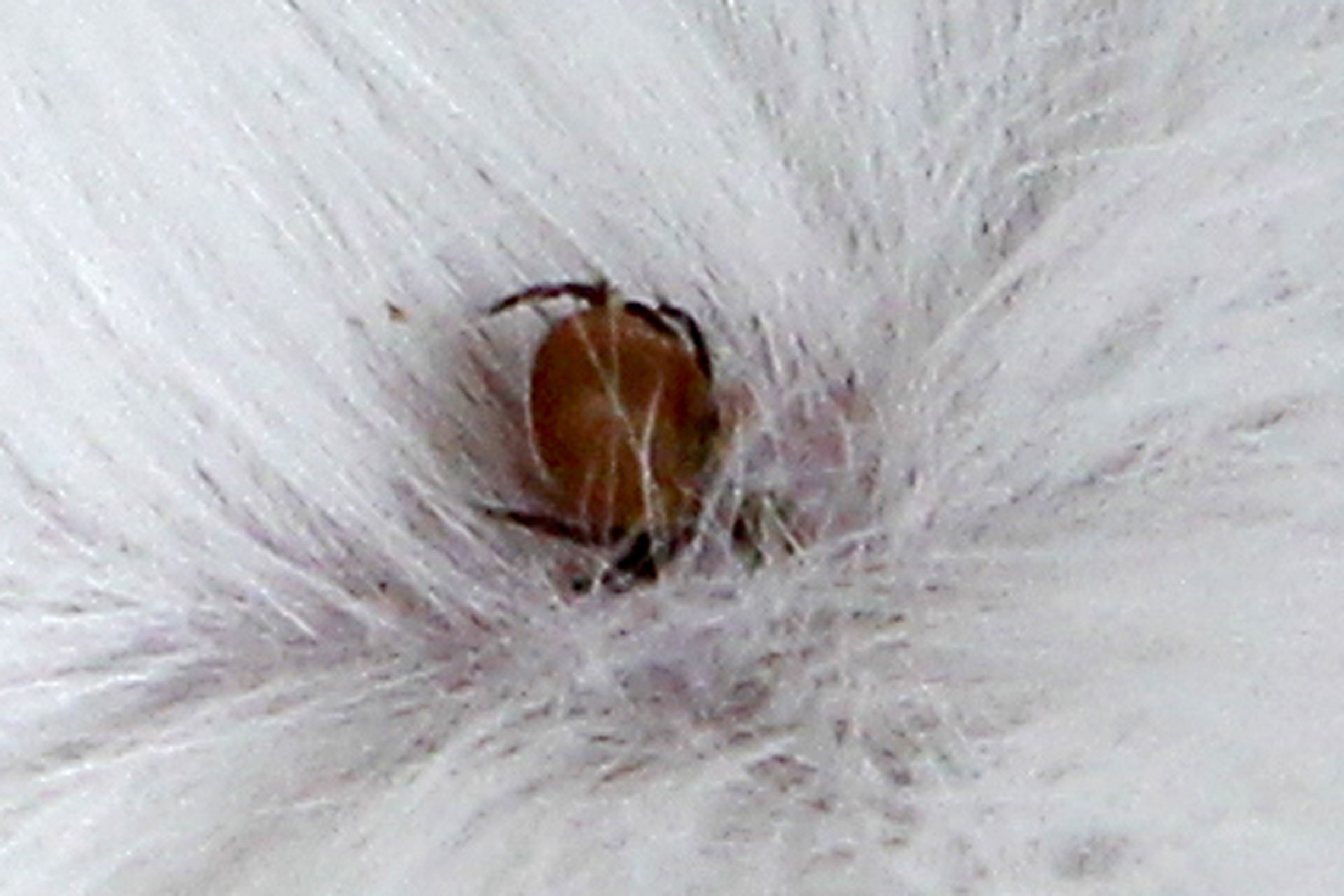 Lxodes Ricinus