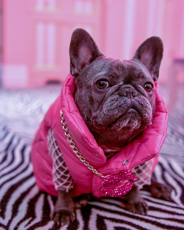 A grey Frenchie wearing a pink puffy vest and a gold chain.
