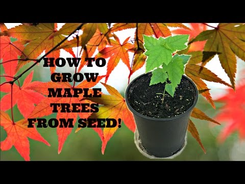 紅葉の移植は正しい方法で成功率アップ！私の実践手順
