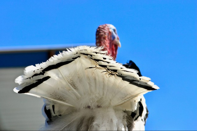 A turkey facing away from the camera