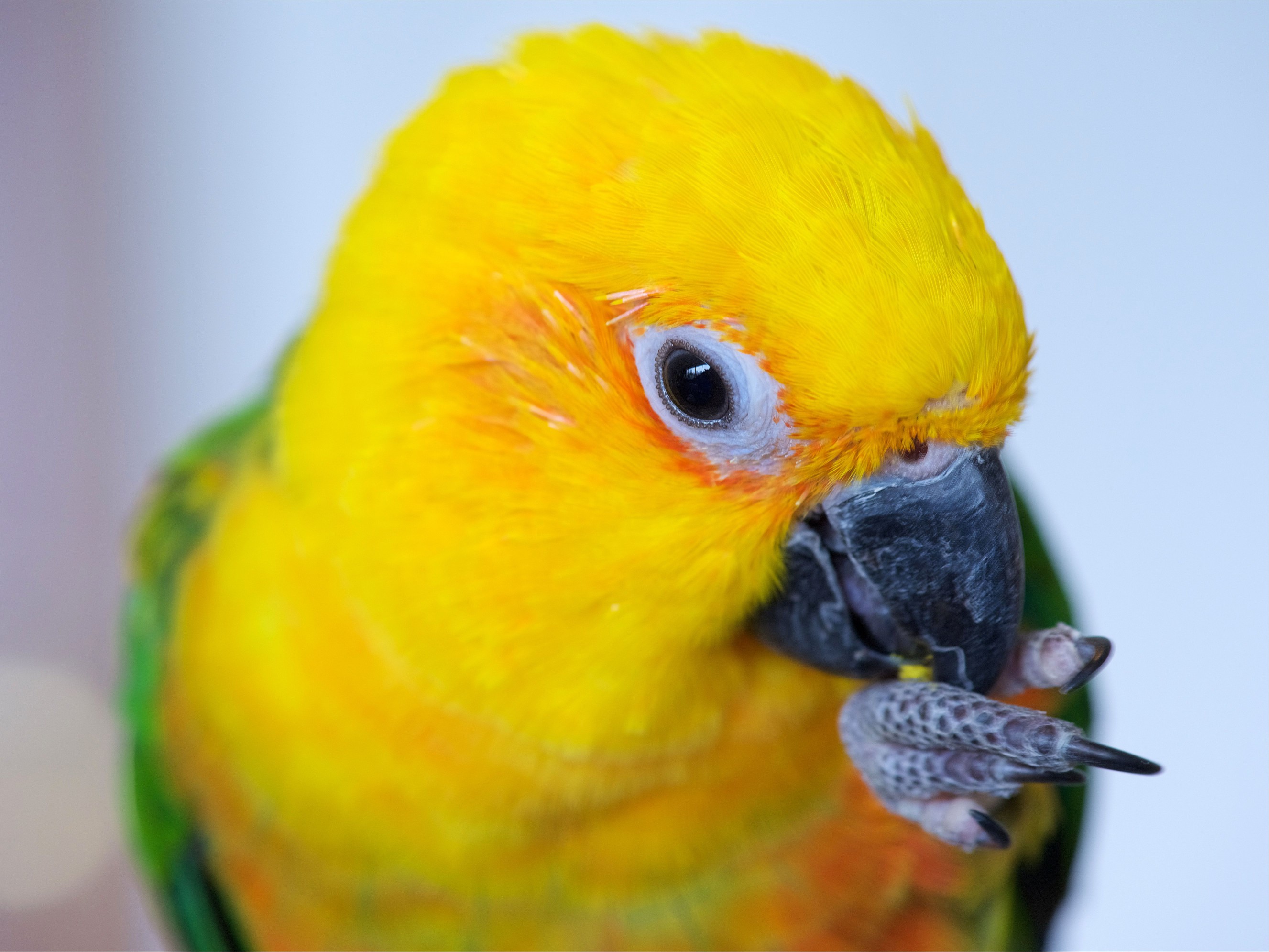 jenday conure holding up its foot