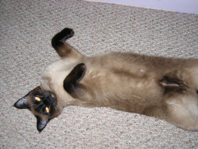 Picture of Siamese Cat Jeter