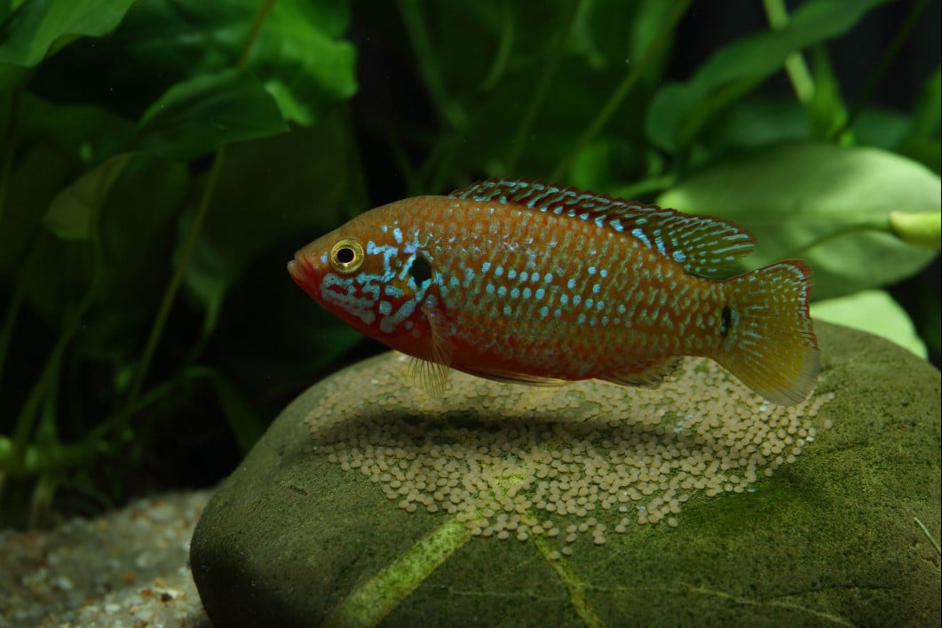 Jewel Cichlid