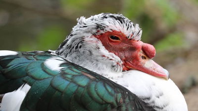 3 Great JSON Beautifiers to Make Your Data Pop