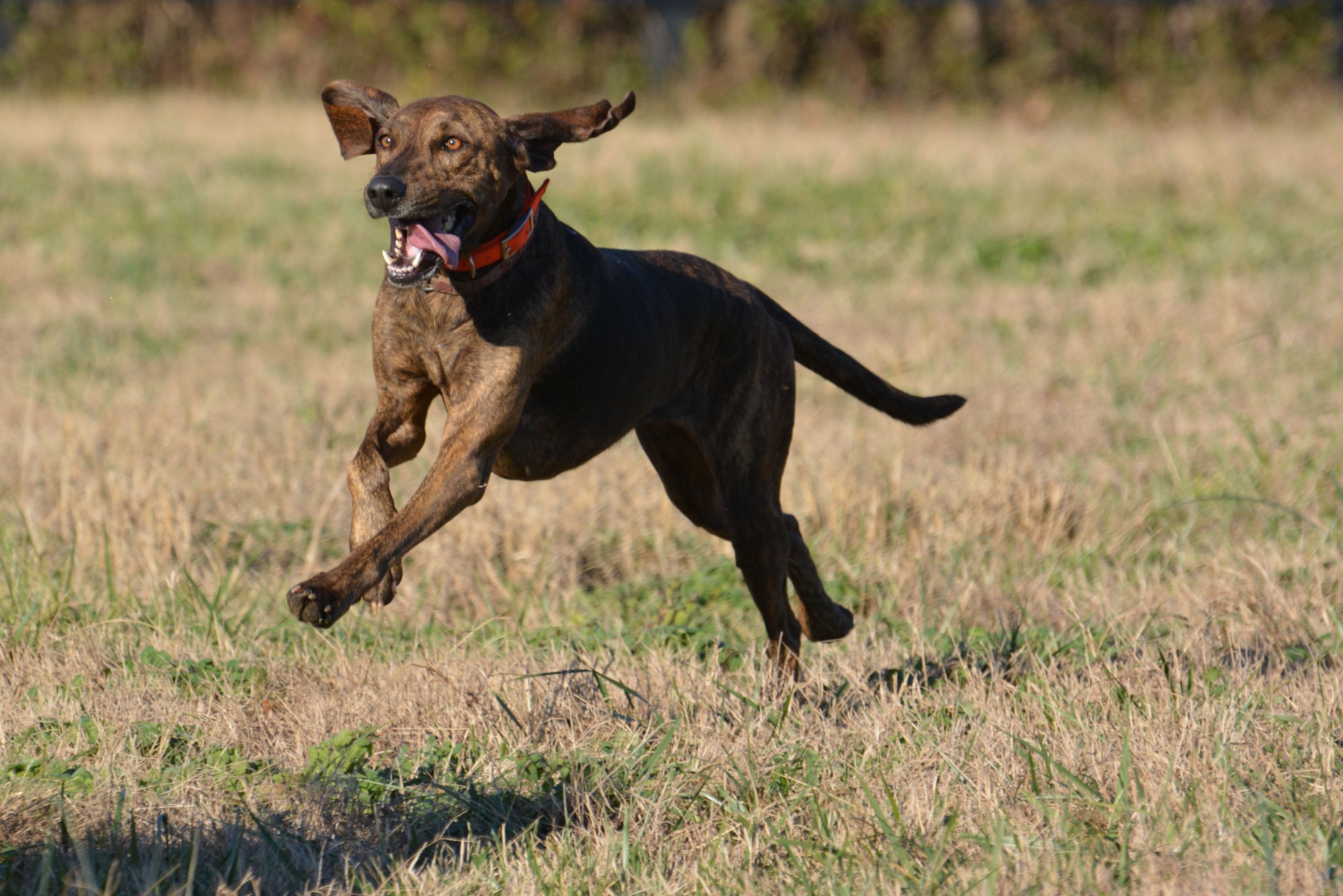 Jumping plott hound, Easton, Pennsylvania, USA