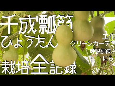 観賞用ひょうたん5種の栽培ガイド – 個性的な形と育て方のコツ