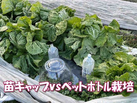 家庭菜園の苗を霜から守る！熱帽の作り方と正しい使い方