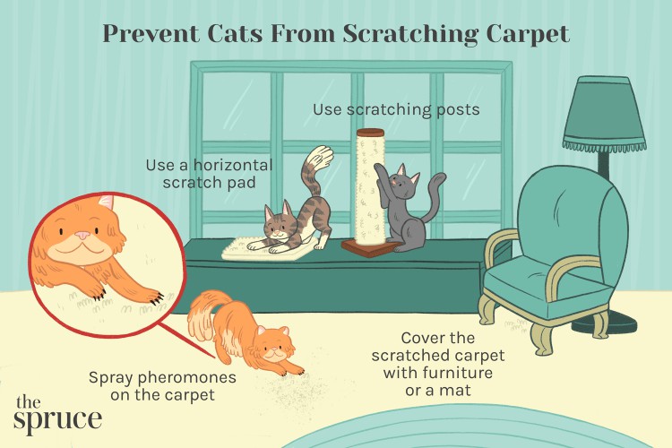 illustration of cats scratching carpet and how to stop it