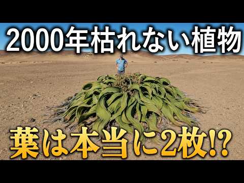 カリフォルニア在来種で失敗しない庭づくり：実際に試した5つのコツ