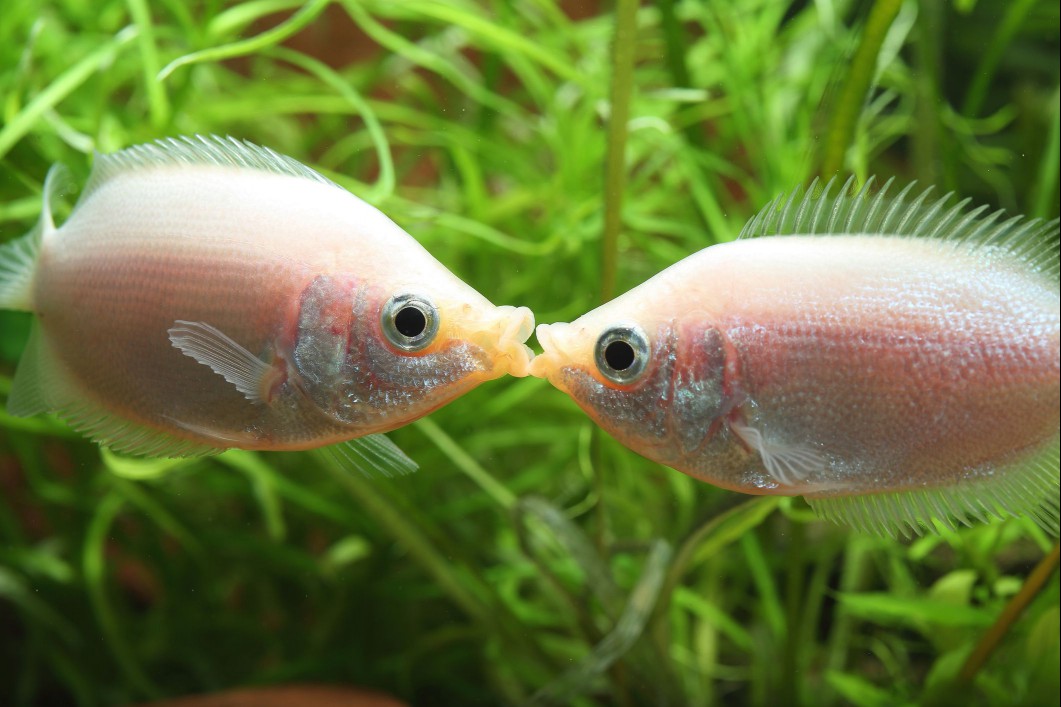 Kissing Gourami fish