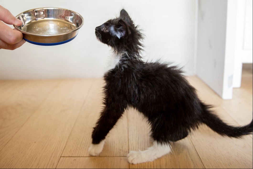 Empty metal dish pulled away from black kitten