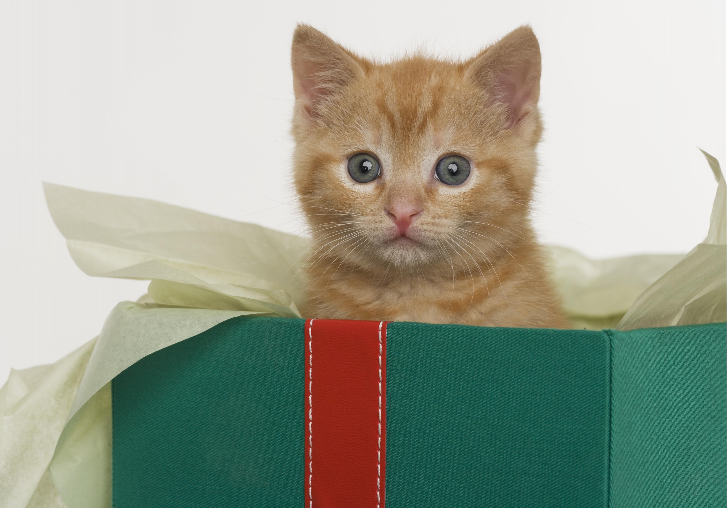 Kitten peeking out of gift box
