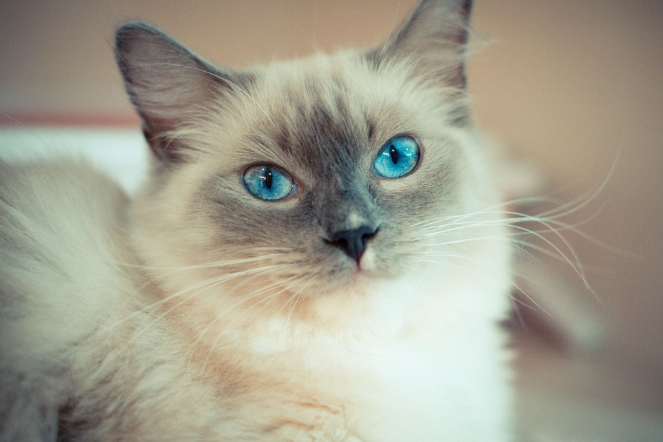 A ragdoll cat looking into the camera.