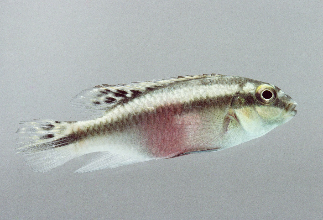 Kribensis