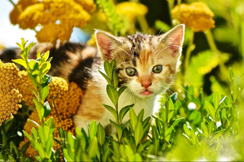 Kitten lurking in the flowers outside.