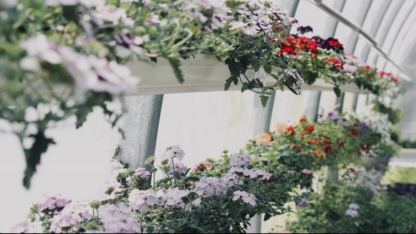 Decoding The Language Of Flowers