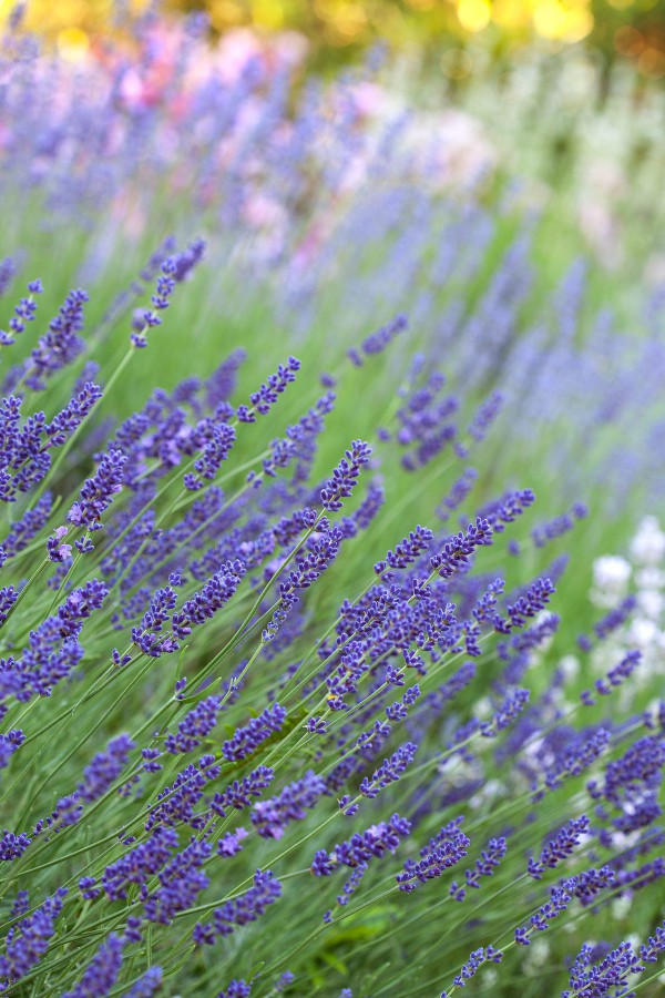 field of lavender plants blowing in the wind