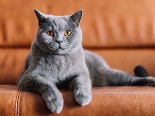 Chartreux: Cat Breed Profile, Characteristics & Care