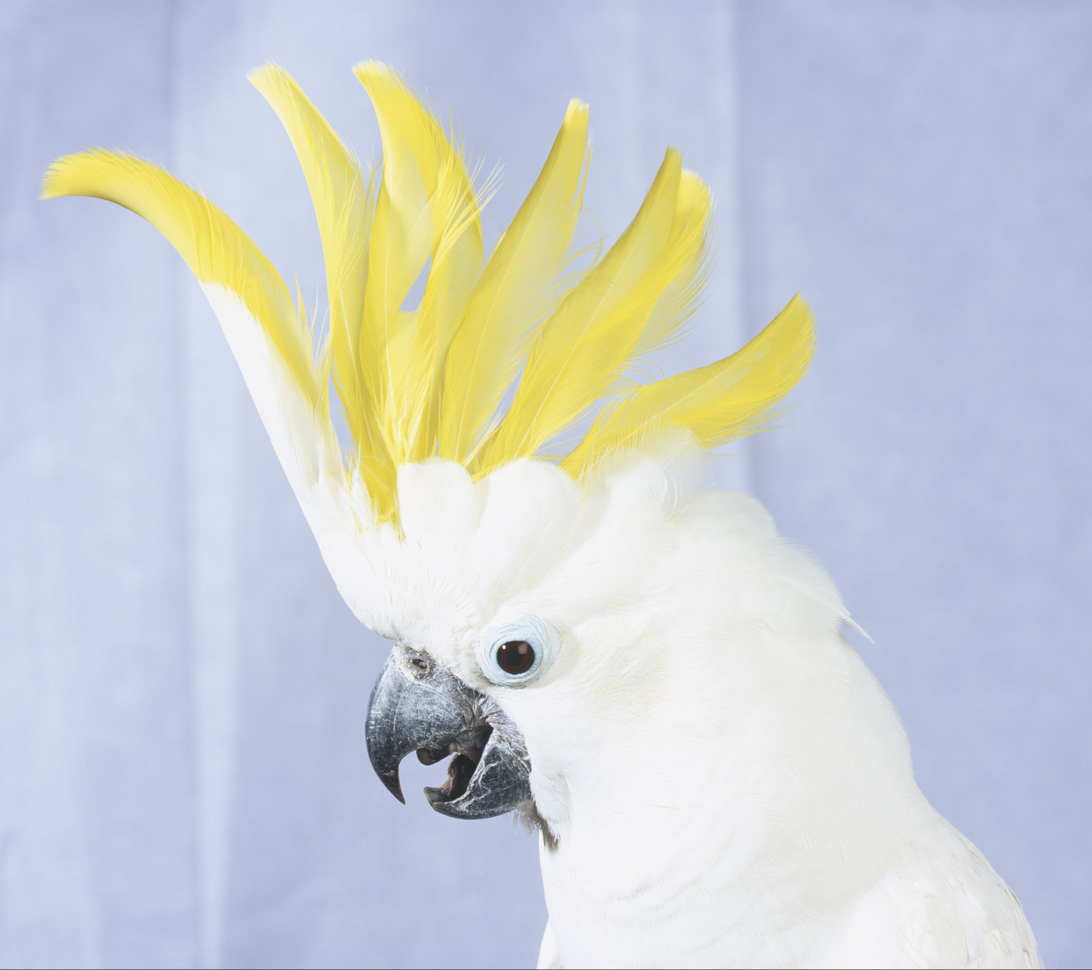 Lesser Sulphur-crested Cockatoo (Cacatua galerita) showing yellow crest, head in profile