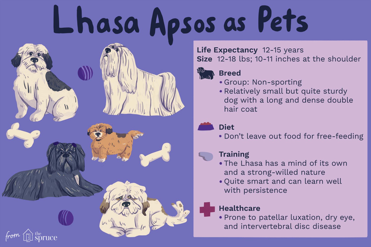Lhassa Apsos as Pets