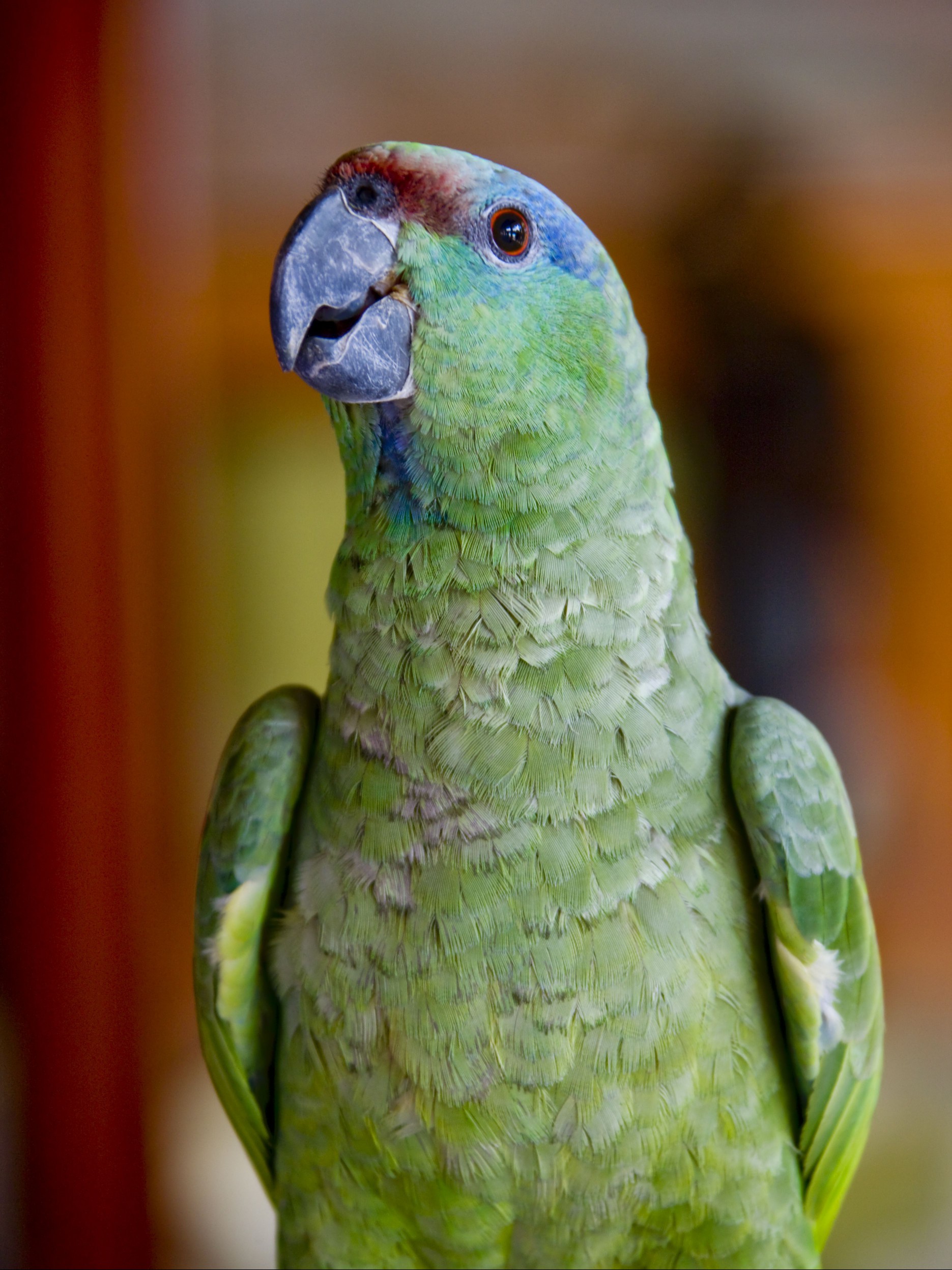 Lilac-crowned Amazon, Amazona finschi, Leticia, Department of Amazonas, Columbia
