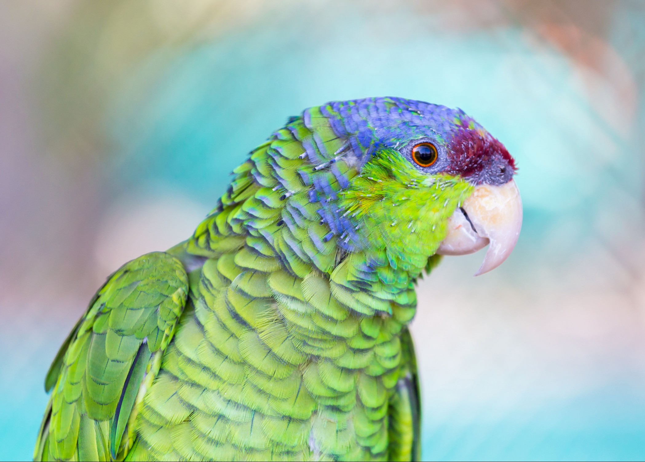 Lilac-crowned Amazon