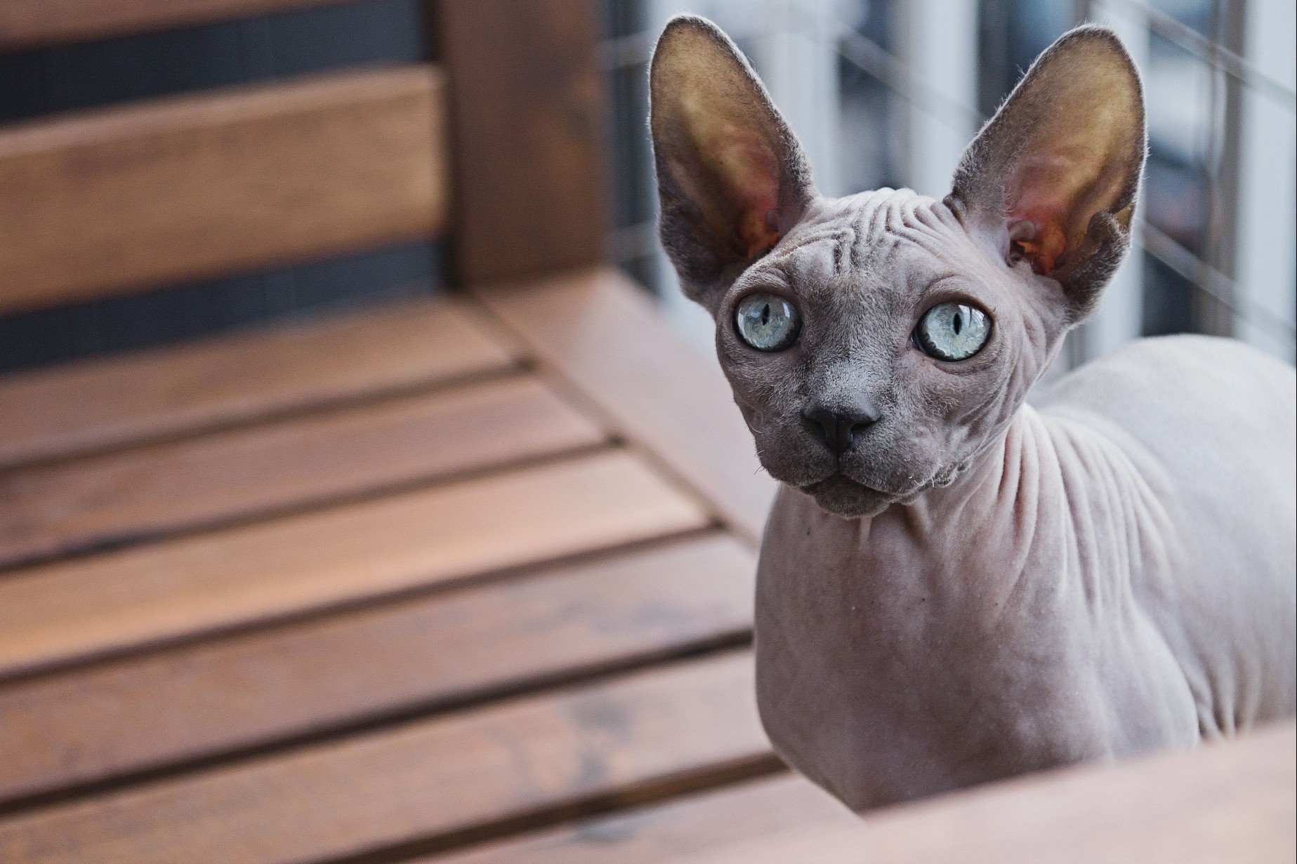 Sphynx mix