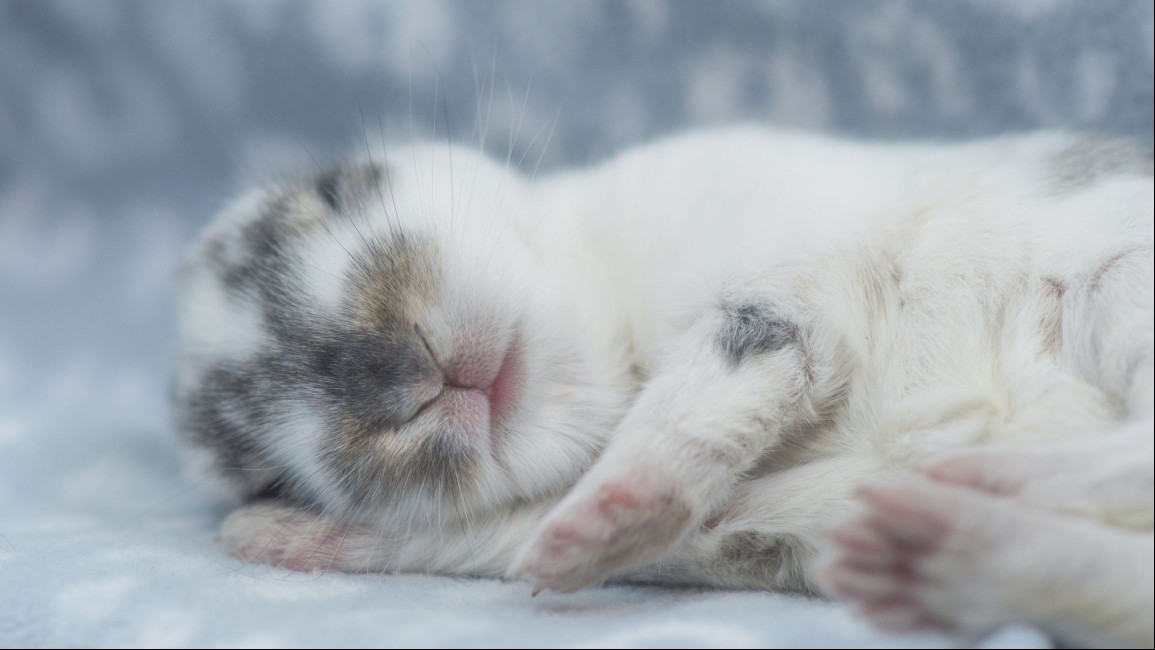 Little rabbit sleeping in his bed