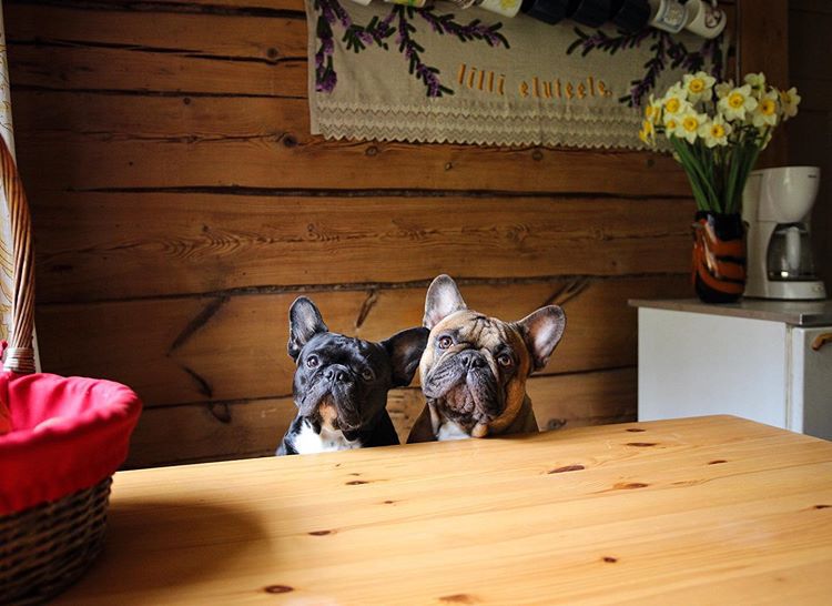 Two Frenchies sitting at a wood table and looking at the camera with perked ears.