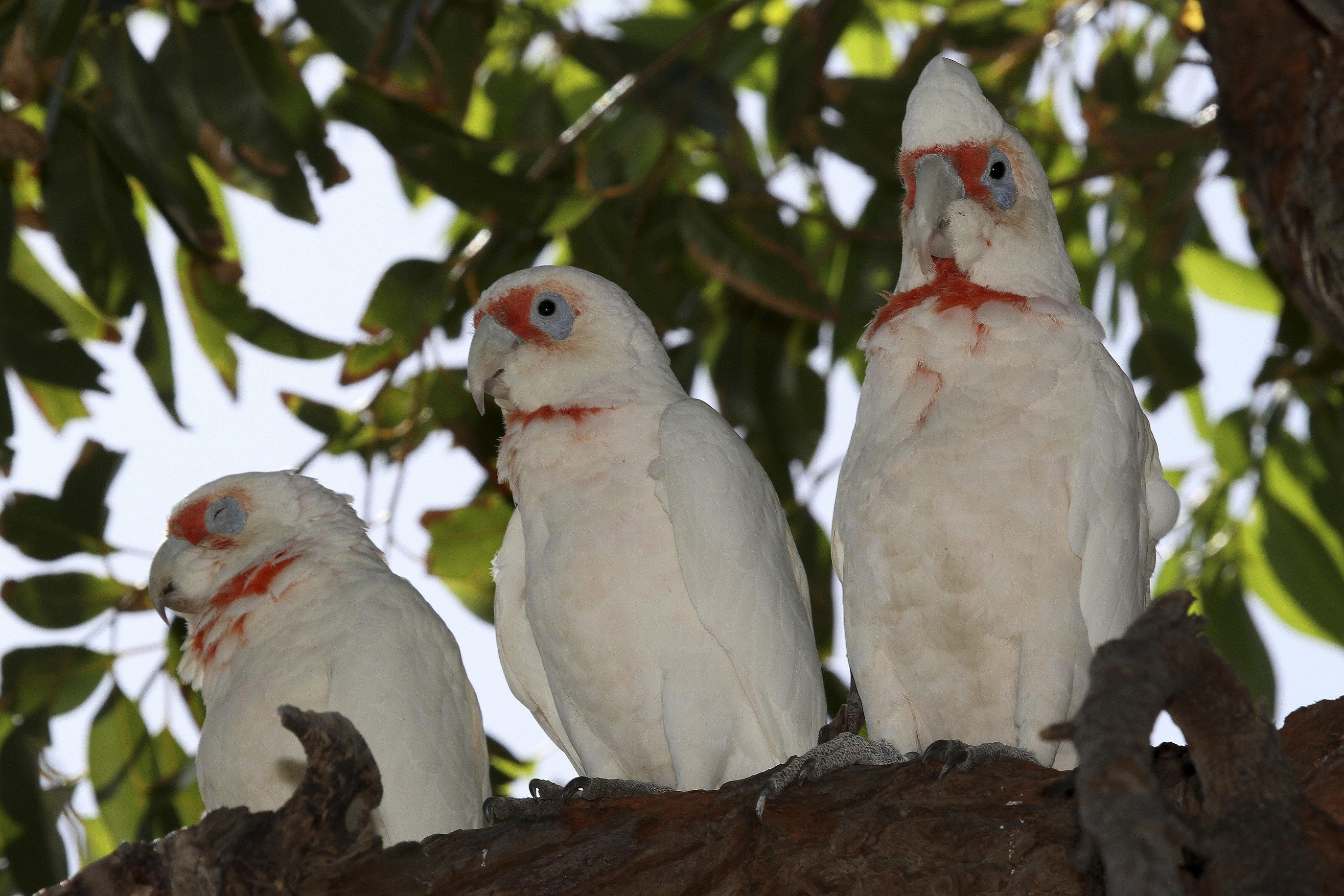 three long-billed corellas on a branch