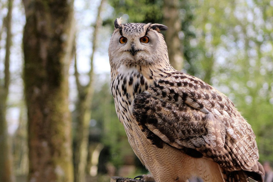 Owl
