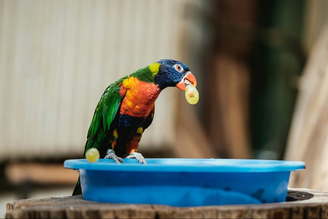 Lorikeet Eating Grapes