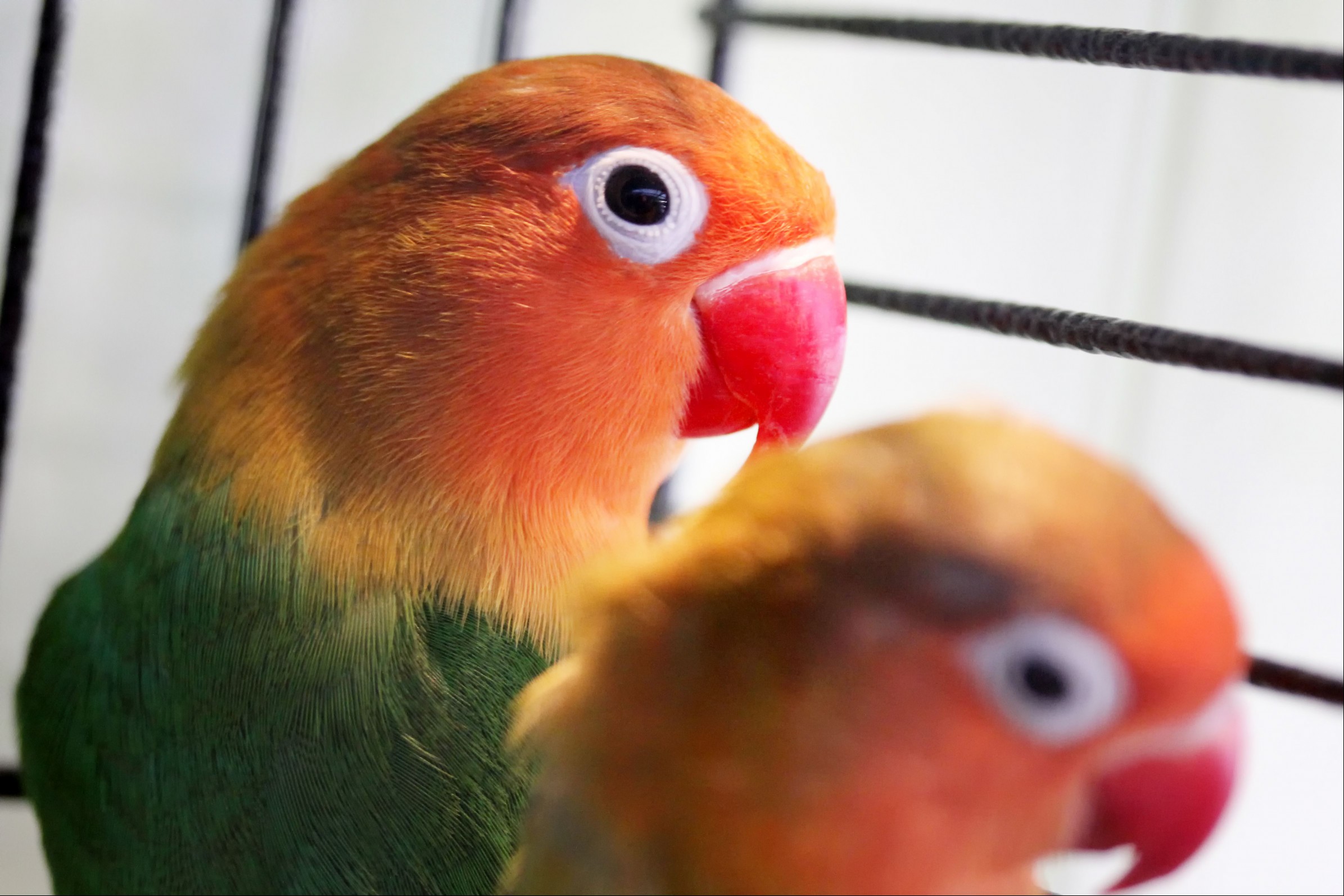 Lovebirds