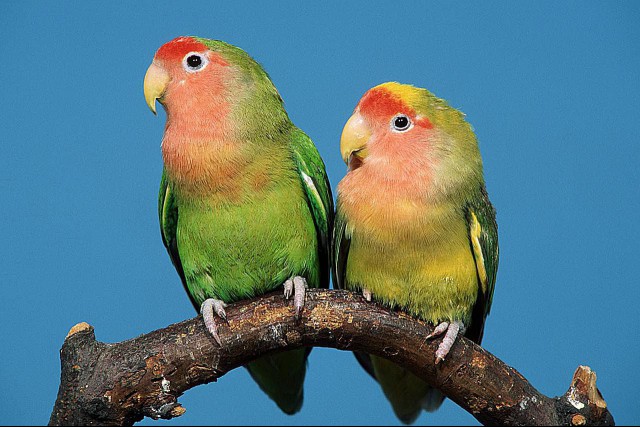A pair of peach-faced lovebirds (Agapornis roseicollis) sitting on a branch.